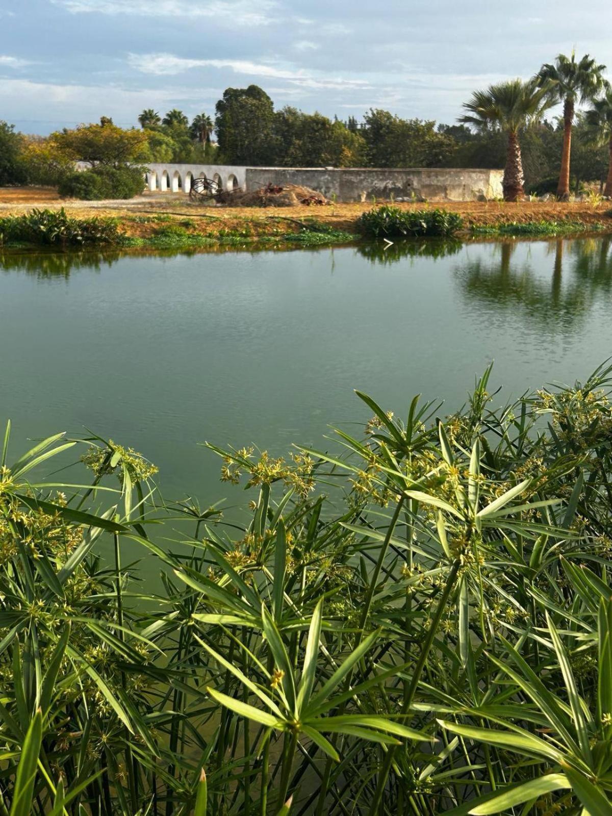 Glamping On Organic Yoga Farm With Natural Swimming Pool Near Beach Moncarapacho Ngoại thất bức ảnh